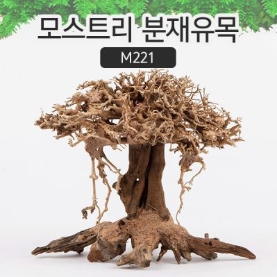 모스트리 분재유목(M) [ M221 ]